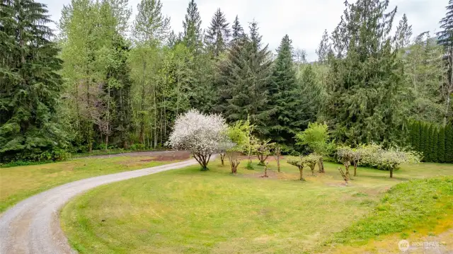 Orchard has many fruit trees, Asian Pear, Pie Cherry, and more.