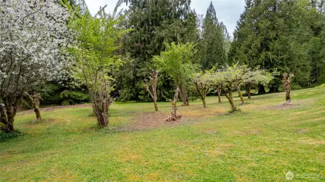 Your own private orchard