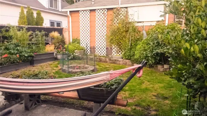 Fully fenced yard- this is the backyard which has raided garden beds on the one side and a patch of lawn in the middle.  The siding has white plastic lattice attached to it for the climbing sweet peas.  The fire pit is not seen here, but is on the left side of this hammock.