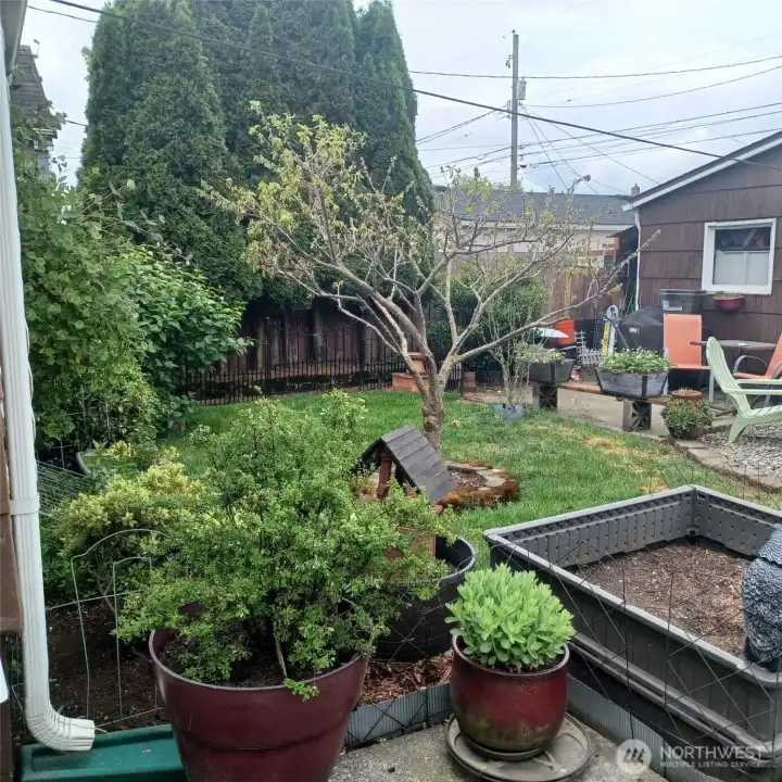 From the main house patio, this is a view of the back yard lawn.  The backyard is fenced and private.