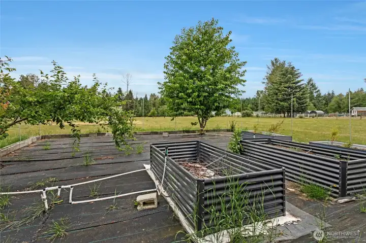 30x30 garden area with its own sprinkler system and raised garden beds.2 cherry trees.1 cocktail tree(plums,nectarines,peaches and pluots.