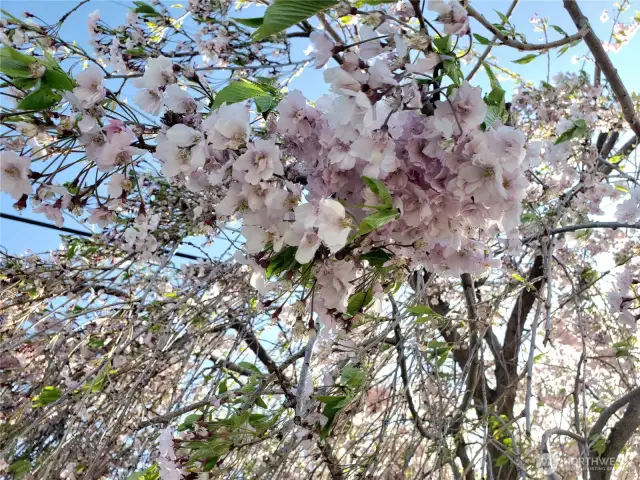 Flowering tree in the front yard.