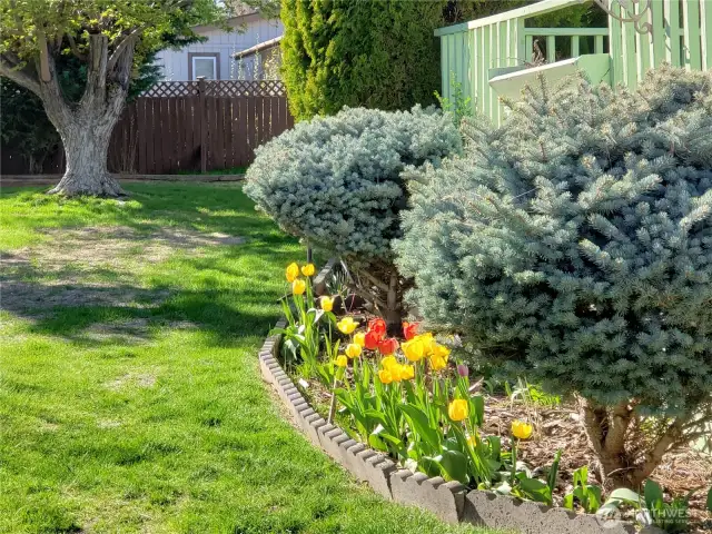 Back yard with shrubs and flowers in the spring.