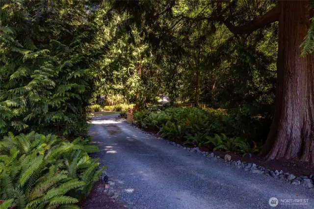 View of driveway back to the entry gate.