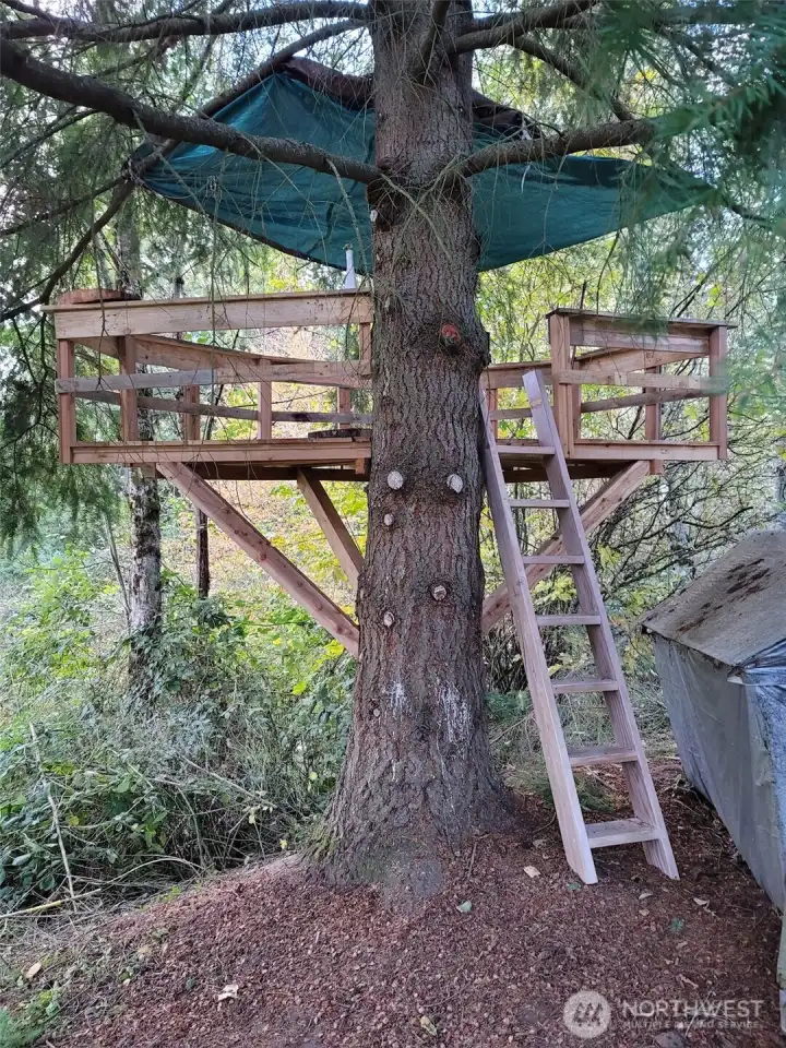 Cedar tree house