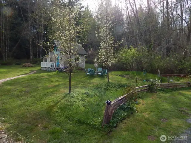 Backyard meadow