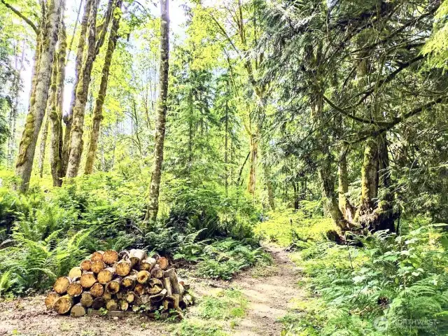 Wood for the fire pit
