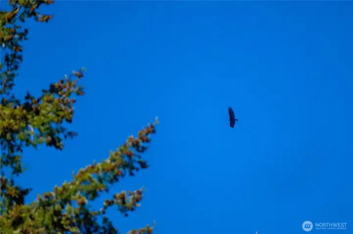 And an eagle was enjoying this gorgeous day!