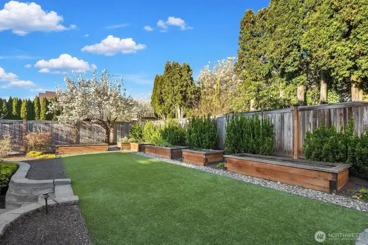Another view of the backyard, that is fully fenced, with garden beds ready for your herbs and vegetables. Also there are fruit trees.