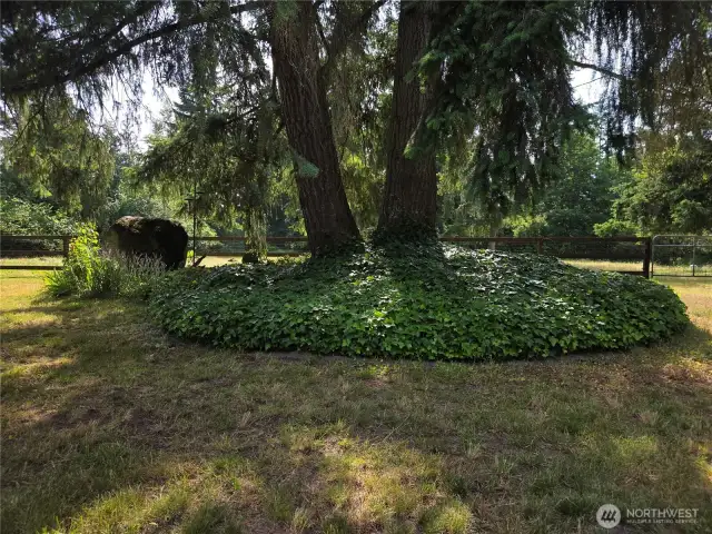 Mature Ivy bed with curbing
