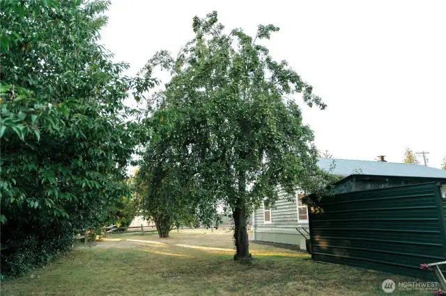 Fruit Trees