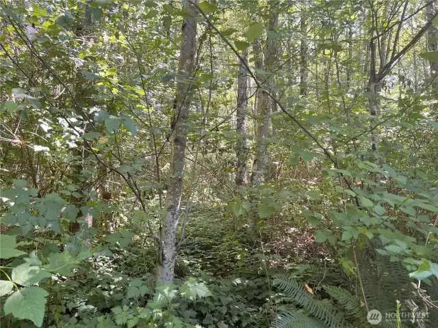 Gradual slope small Alders