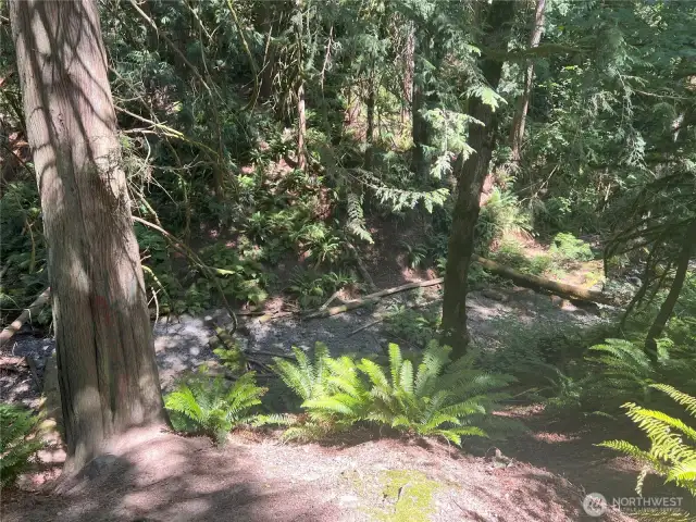 From The Back of Property (other side of ravine)
