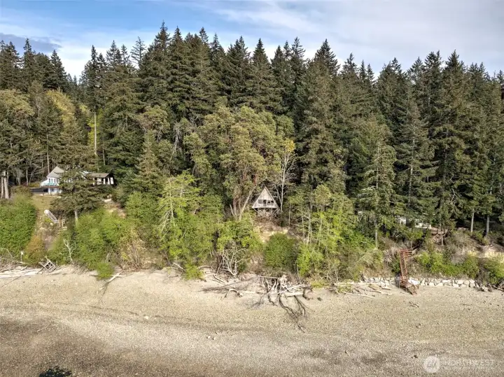 Cool old madrona tree next to the cabin