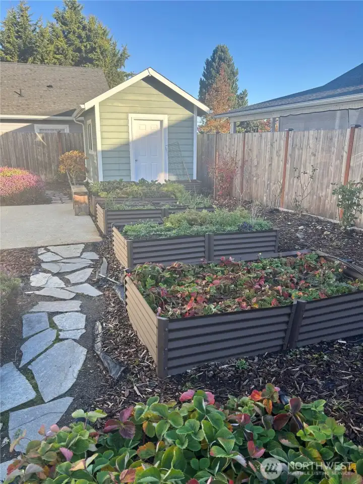 Garden shed and perennials, berry plant