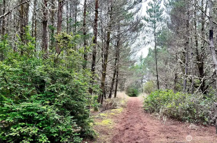 Down path through the sea pine forest, an incredible serene path