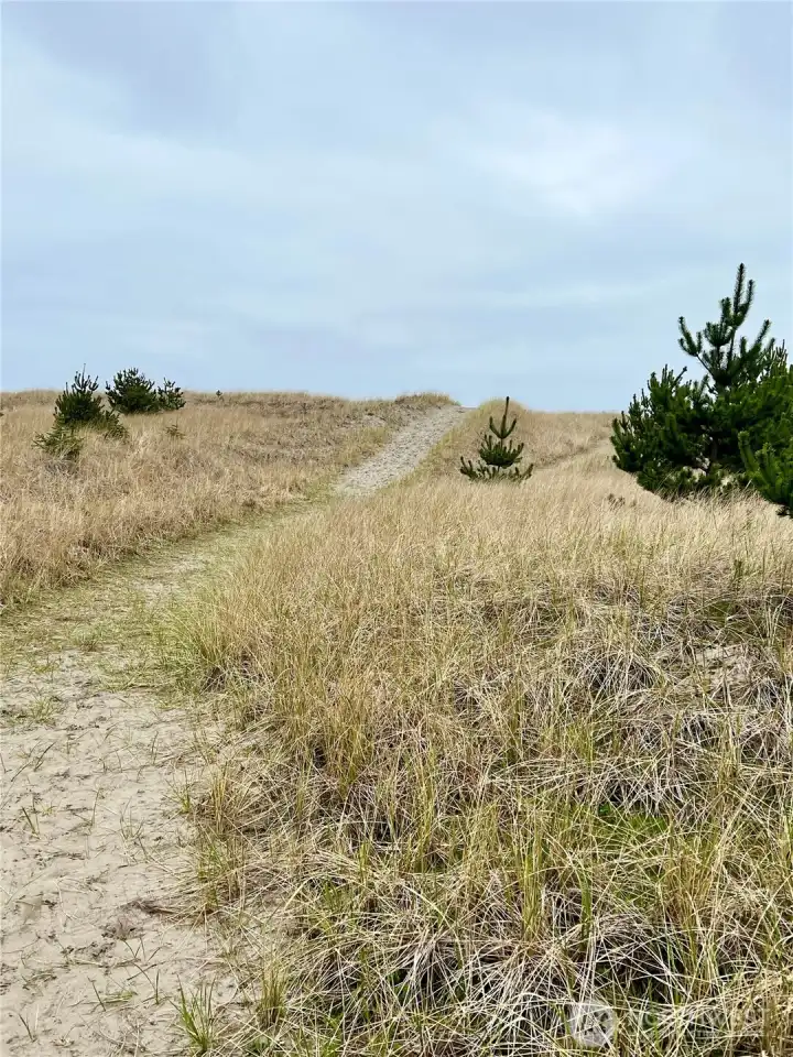 Path meanders back through dunes to forested area