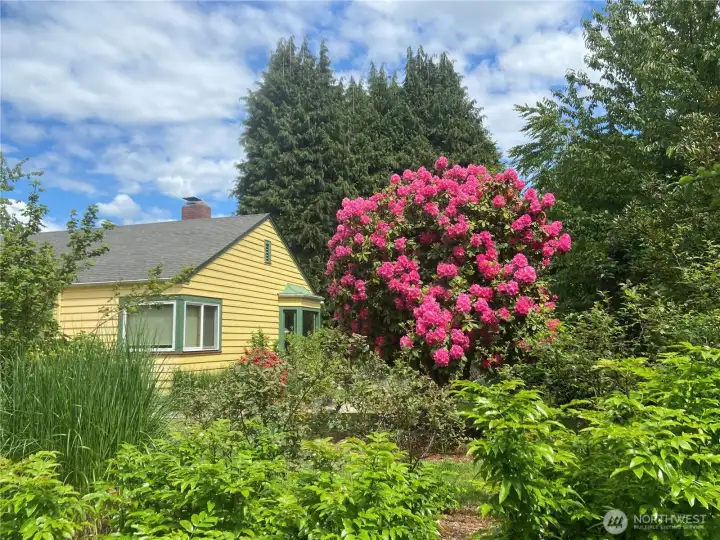 The perennials, shrubs and glasses add visual texture and beauty to the landscaping.