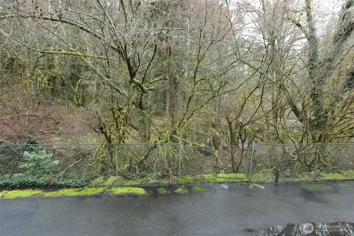 View from the patio.