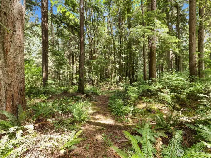 The woods are enchanting and there is a walking path winding through them.