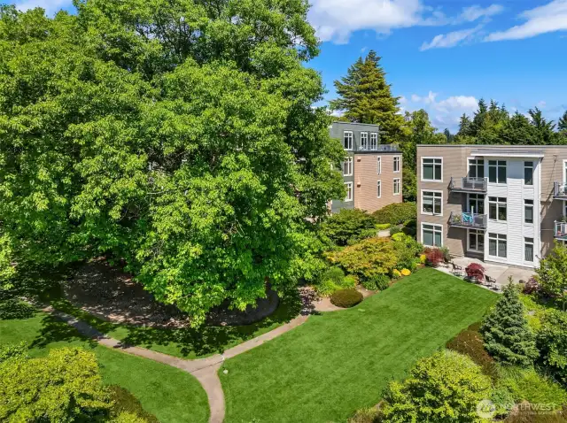 Beautiful view of the heritage tree and yard.