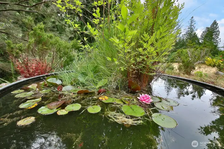 Water feature with lillies. Water feature with lillies.