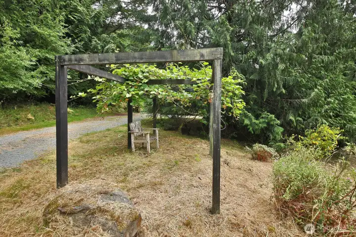 Kiwi trellis. Kiwi trellis.