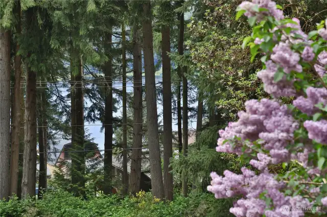 Filtered views of Lone Lake to make things more interesting.