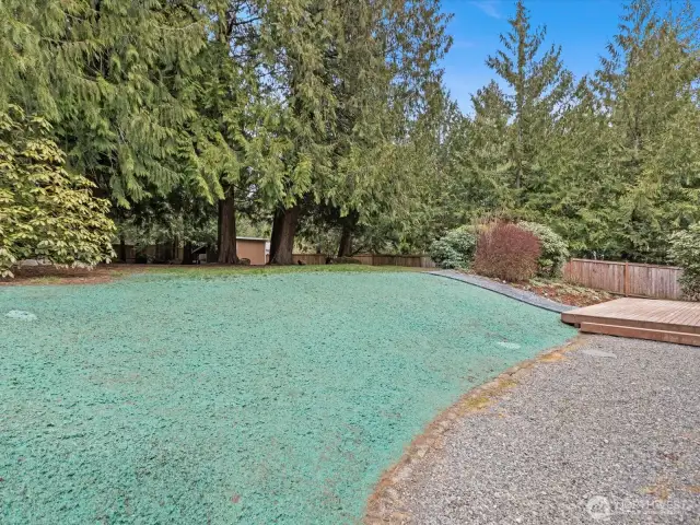 New grass