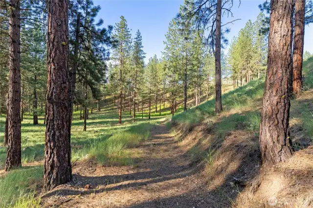 Great meadow for camping, extra visitors or exploring the property