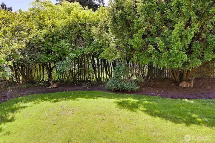 Back yard
