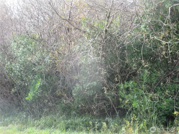 ANOTHER VIEW OF 4 DRIFTWOOD WHICH IS ONE OF FOUR INDIVIDUAL PROPERTIES COMBINED TO MAKE THE +/- 4 1/2 ACRES!