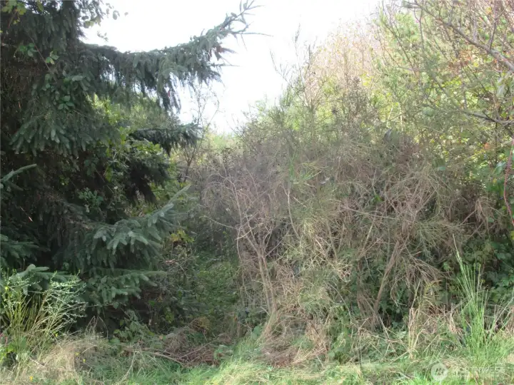 ANOTHER VIEW OF 12 DRIFTWOOD WHICH IS ONE OF FOUR INDIVIDUAL PROPERTIES COMBINED TO MAKE THE +/- 4 1/2 ACRES BEING SOLD!