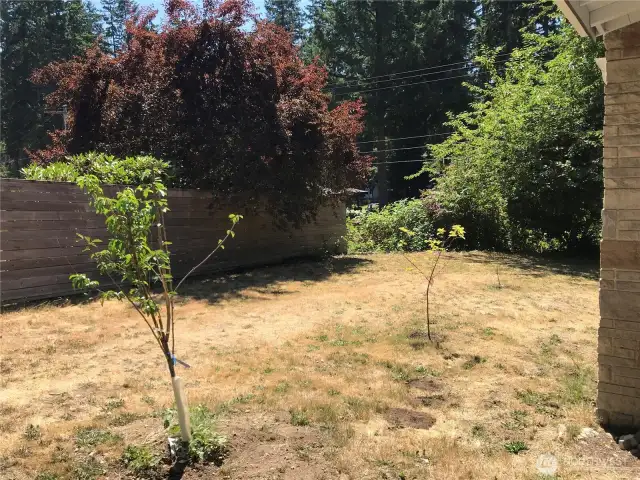 Fun new fruit trees, Apricot, Dwarf Cherry, and a Cocktail Graff of 2 types of Cherries, prune and peach.