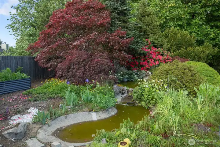 Active Koi pond.