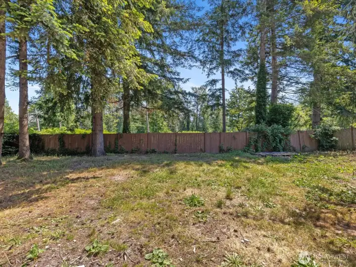 Spacious fenced back yard with towering evergreens. Spacious fenced back yard with towering evergreens.