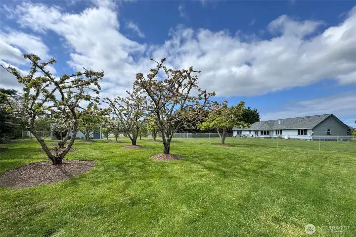 Mature fruit trees