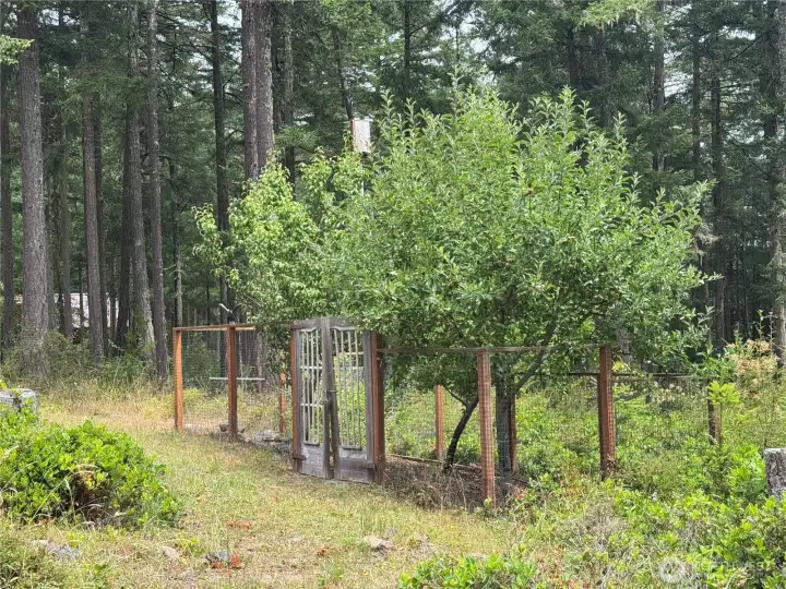 Pear and apple trees. Plenty of room for expansion. Pear and apple trees. Plenty of room for expansion.