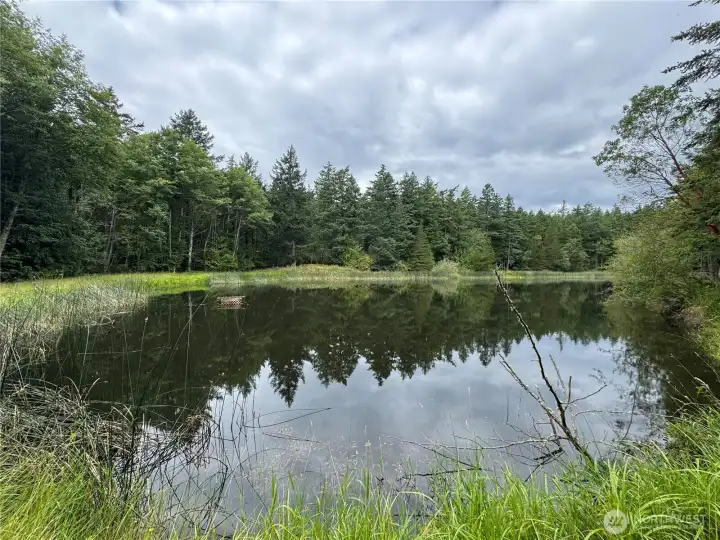 Looking across the pond towards the house tucked into the forest. Looking across the pond towards the house tucked into the forest.