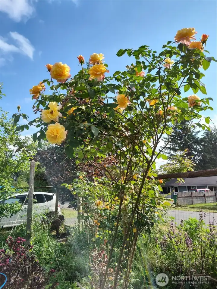 Roses in full bloom