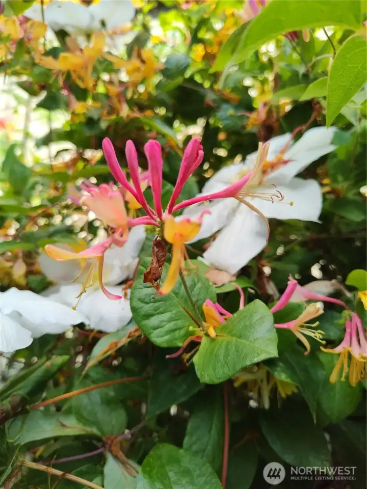 Honeysuckle and Clematis - fragrant and attract hummingbirds