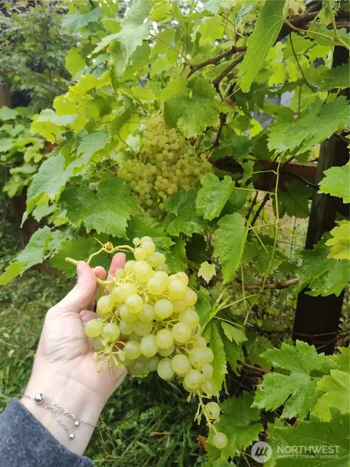Established grapes