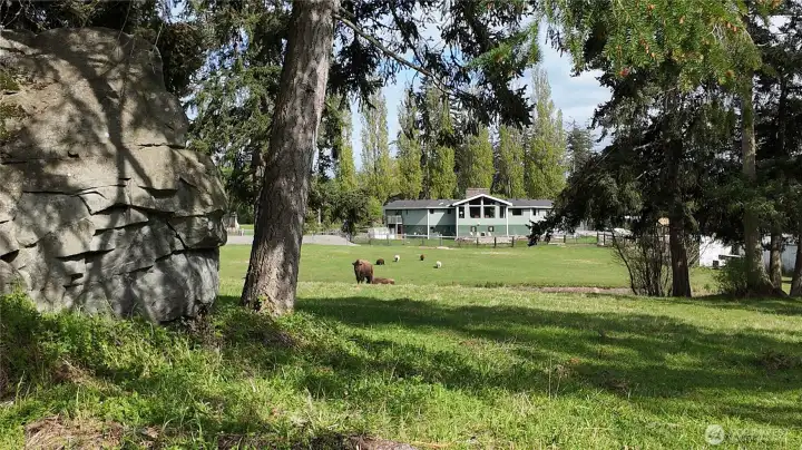 3.5+ acres of lush land!