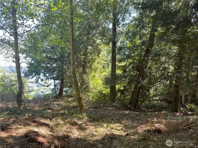 Great potential to open up the view of Hood Canal to the East