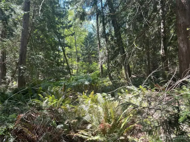 Beautifully treed property!