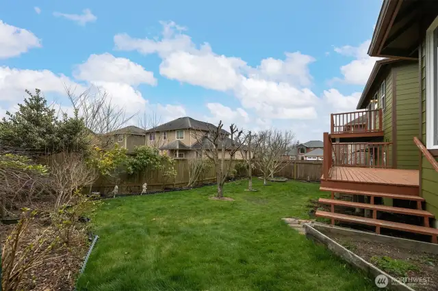 Looking at the rear yard just springing in to blossom!