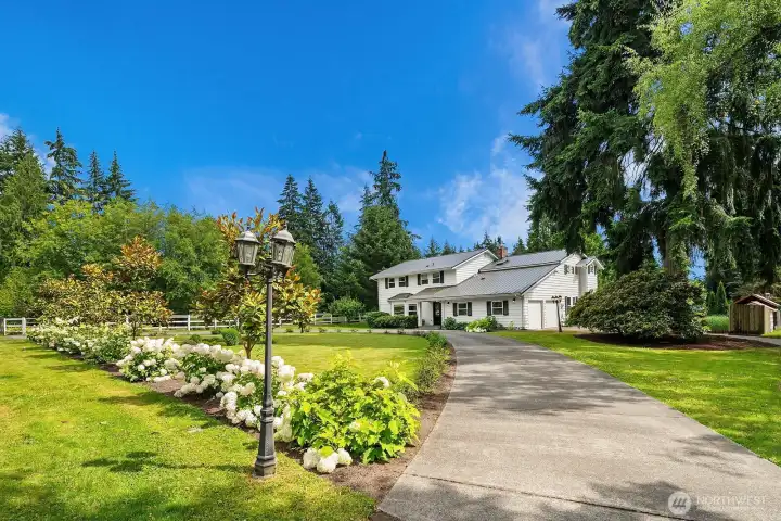 Grand u-shaped driveway lined with mature & blooming hydrangeas