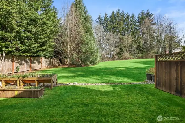 Backyard 1