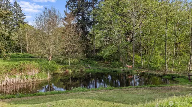 Pond