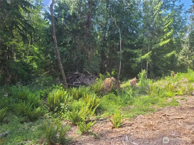 Looking South from the well area